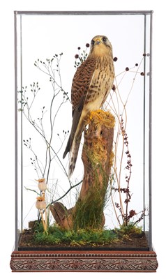 Lot Taxidermy: A Cased European Kestrel (Falco...