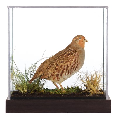 Lot 219 - Taxidermy: A Cased Grey or English Partridge...