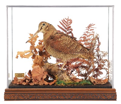 Lot 166 - Taxidermy: A Cased European Woodcock (Scolopax...