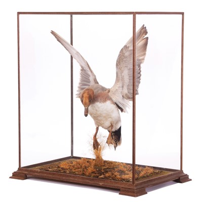 Lot 200 - Taxidermy: A Cased Wigeon (Anas penelope),...