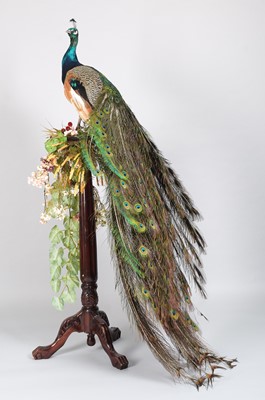 Lot 111 - Taxidermy: Indian Peacock (Pavo cristatus),...