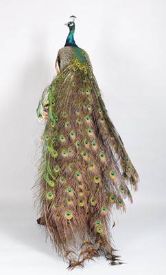 Lot 111 - Taxidermy: Indian Peacock (Pavo cristatus),...