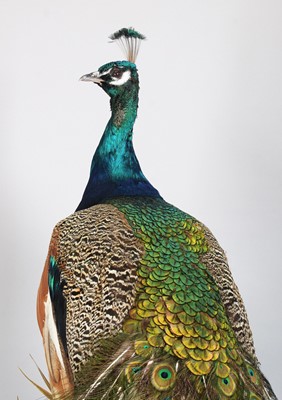 Lot 111 - Taxidermy: Indian Peacock (Pavo cristatus),...