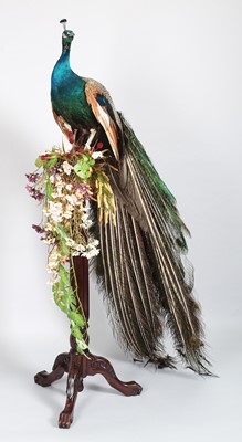 Lot 111 - Taxidermy: Indian Peacock (Pavo cristatus),...