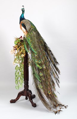 Lot 111 - Taxidermy: Indian Peacock (Pavo cristatus),...