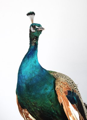 Lot 111 - Taxidermy: Indian Peacock (Pavo cristatus),...