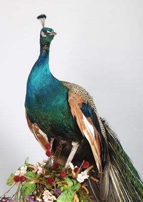 Lot 111 - Taxidermy: Indian Peacock (Pavo cristatus),...