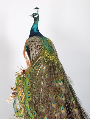 Lot 111 - Taxidermy: Indian Peacock (Pavo cristatus),...