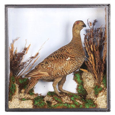 Lot 213 - Taxidermy: A Late Victorian Cased Black Grouse...