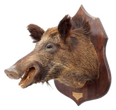 Lot 1190 - Taxidermy: A French Wild Boar (Sus scrofa),...