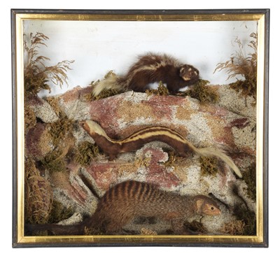 Lot 198 - Taxidermy: A Late Victorian Cased Banded...