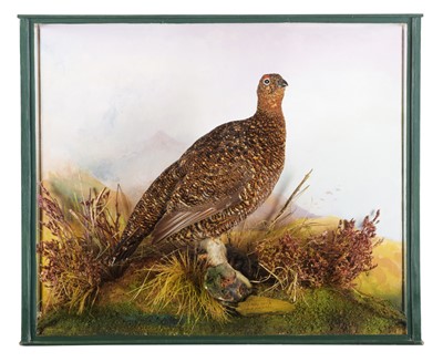 Lot 167 - Taxidermy: A Cased Red Grouse (Lagopus lagopus...