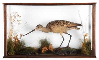 Lot 169 - Taxidermy: A Cased Bar-tailed Godwit (Limosa...