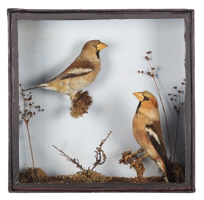 Lot 210 - Taxidermy: A Late Victorian Cased Pair of...