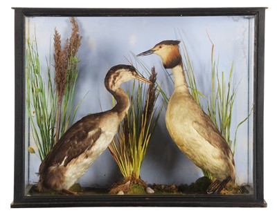 Lot 170 - Taxidermy: A Pair of Cased Great Crested...