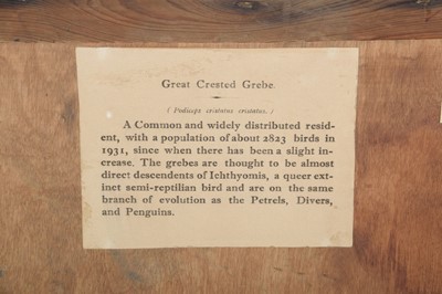 Lot 170 - Taxidermy: A Pair of Cased Great Crested...