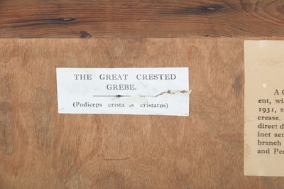 Lot 170 - Taxidermy: A Pair of Cased Great Crested...