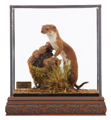 Lot 207 - Taxidermy: A Cased Least or Common Weasel...