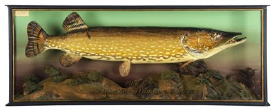 Lot 175 - Taxidermy: A Cased Northern Pike (Esox lucius),...