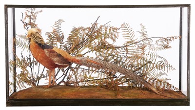 Lot 215 - Taxidermy: A Cased Golden Pheasant...