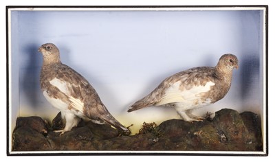 Lot 171 - Taxidermy: A Late Victorian Cased Pair of...