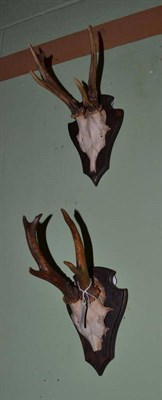 Lot 599 - Pair of antlers