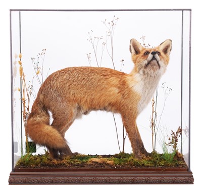 Lot 163 - Taxidermy: A Cased Red Fox (Vulpes vulpes),...