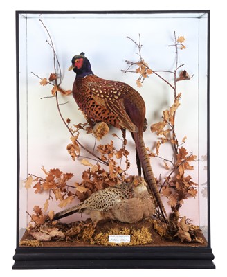 Lot 185 - Taxidermy: A Cased Pair of Ring-necked...