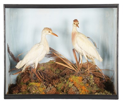 Lot 192 - Taxidermy: A Victorian Cased Pair of Western...