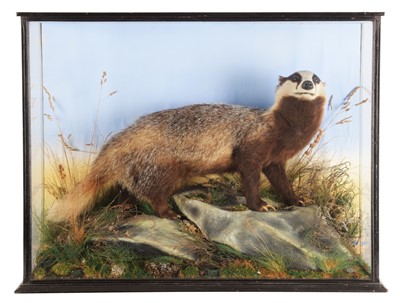 Lot 222 - Taxidermy: A Cased European Badger (Meles...