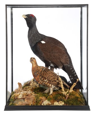 Lot 203 - Taxidermy: A Large Cased Pair of Western...