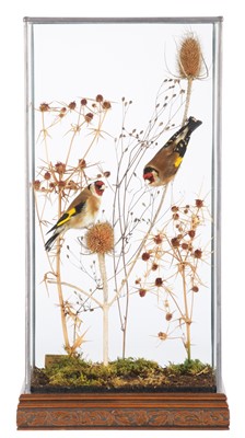 Lot 186 - Taxidermy: A Cased Pair of European...