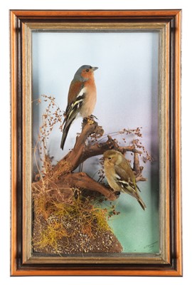 Lot 212 - Taxidermy: A Wall Cased Pair of Chaffinches...