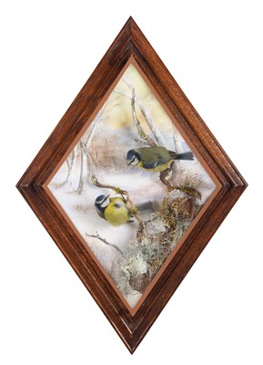 Lot 187 - Taxidermy: A Wall Cased Pair of Blue Tits...