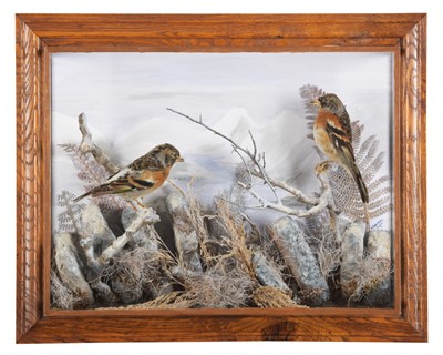 Lot 188 - Taxidermy: A Wall Cased Pair of Bramblings...