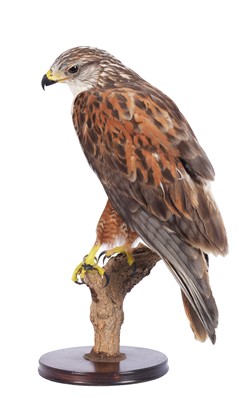 Lot 194 - Taxidermy: Ferruginous Hawk / Buzzard (Buteo...