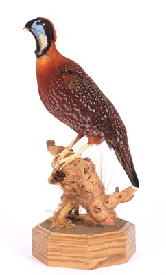 Lot 190 - Taxidermy: Temminck's Tragopan (Tragopan...