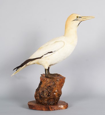 Lot 162 - Taxidermy: Gannet (Morus bassana), late 20th...