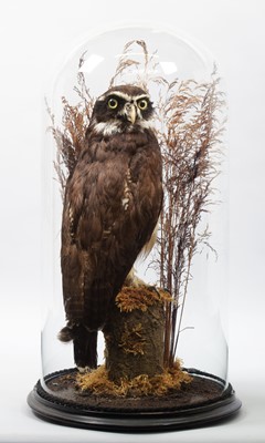 Lot 220 - Taxidermy: Spectacled Owl (Pulsatrix...