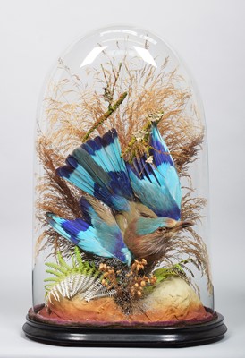 Lot 191 - Taxidermy: A Late Victorian Indian Roller...