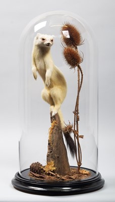 Lot 206 - Taxidermy: Ermine (Mustela erminea), modern, a...