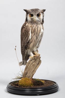 Lot 214 - Taxidermy: Northern White-Faced Scops Owl...