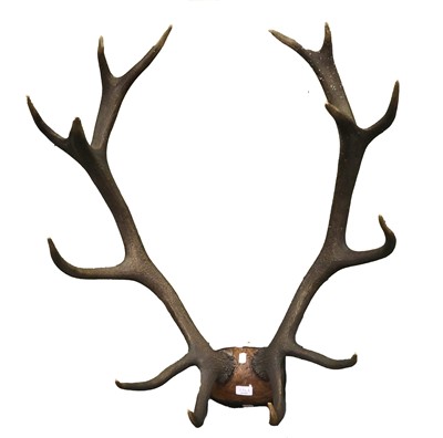 Lot 1184A - Antlers/Horns: European Red Deer Antlers...