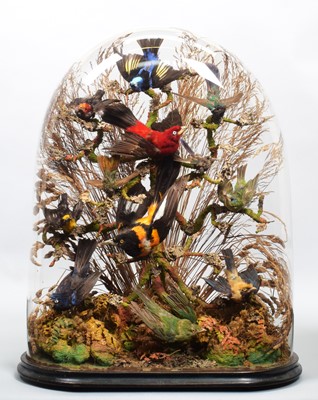 Lot 124 - Taxidermy: A Late Victorian Diorama of South...