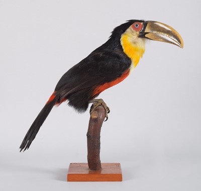 Lot 195 - Taxidermy: Red-breasted Toucan (Ramphastos...