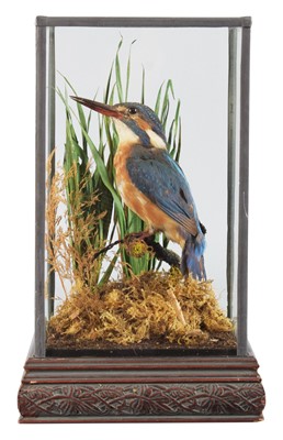 Lot Taxidermy: A Cased Common Kingfisher (Alcedo...