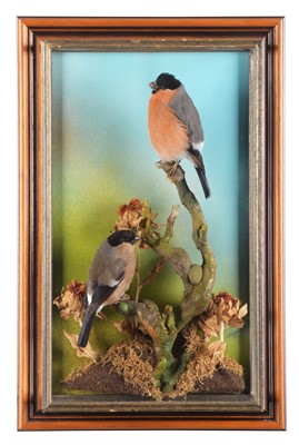 Lot 21 - Taxidermy: A Wall Cased Pair of Bullfinches...