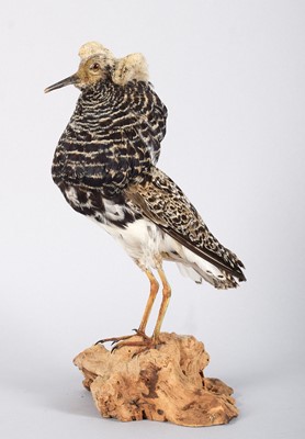 Lot Taxidermy: A Male Ruff (Calidris pugnax),...