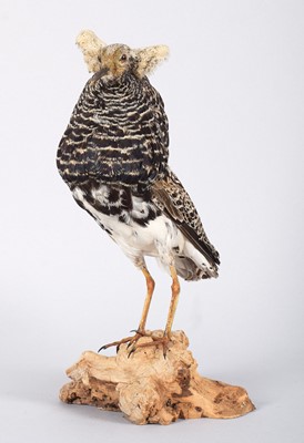 Lot 69 - Taxidermy: A Male Ruff (Calidris pugnax),...