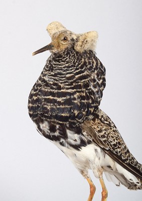 Lot 69 - Taxidermy: A Male Ruff (Calidris pugnax),...